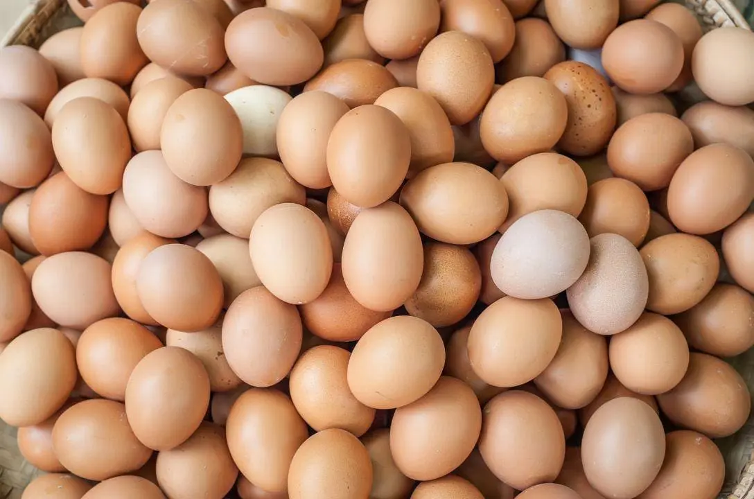 100 Mil Ovos Roubados! O Crime Que Chocou a Pensilvânia