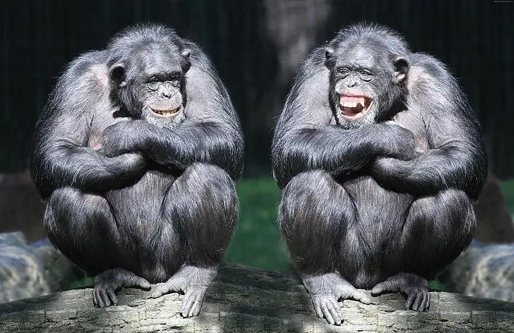 4 ANIMAIS QUE FAZEM SEXO POR PRAZER (ALÉM DOS HUMANOS)