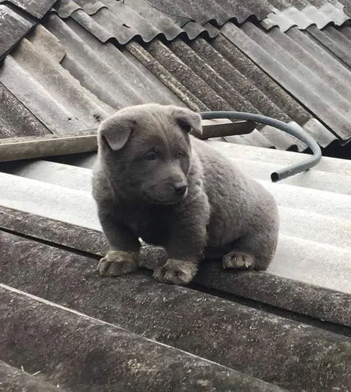 4 Curiosidades Fascinantes Sobre a Raça Hmong, o Cão que Intriga por se Parecer com Gato