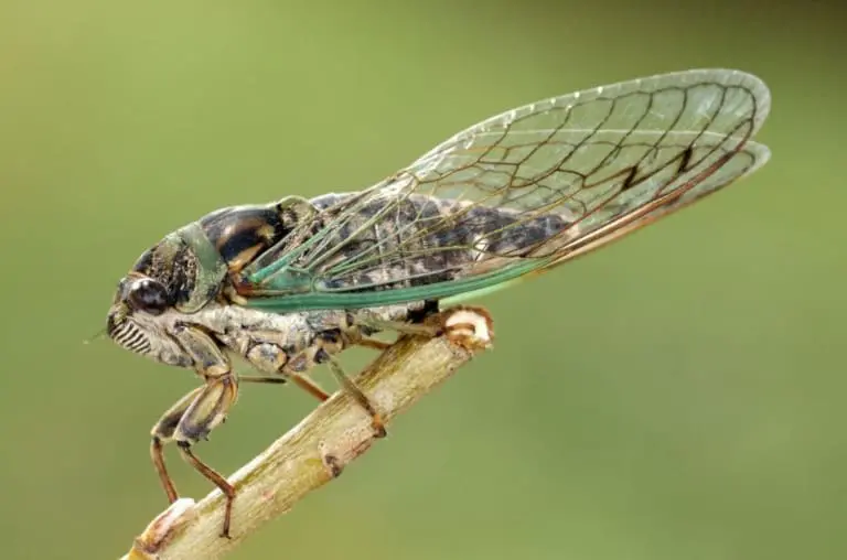 5 curiosidades que você nunca imaginou sobre as cigarras
