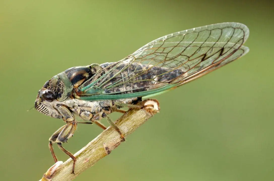 5 curiosidades que você nunca imaginou sobre as cigarras