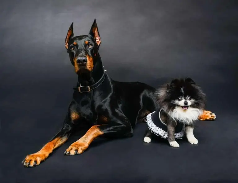 5 Descobertas Cruciais sobre a Saúde de Cães Grandes e Pequenos