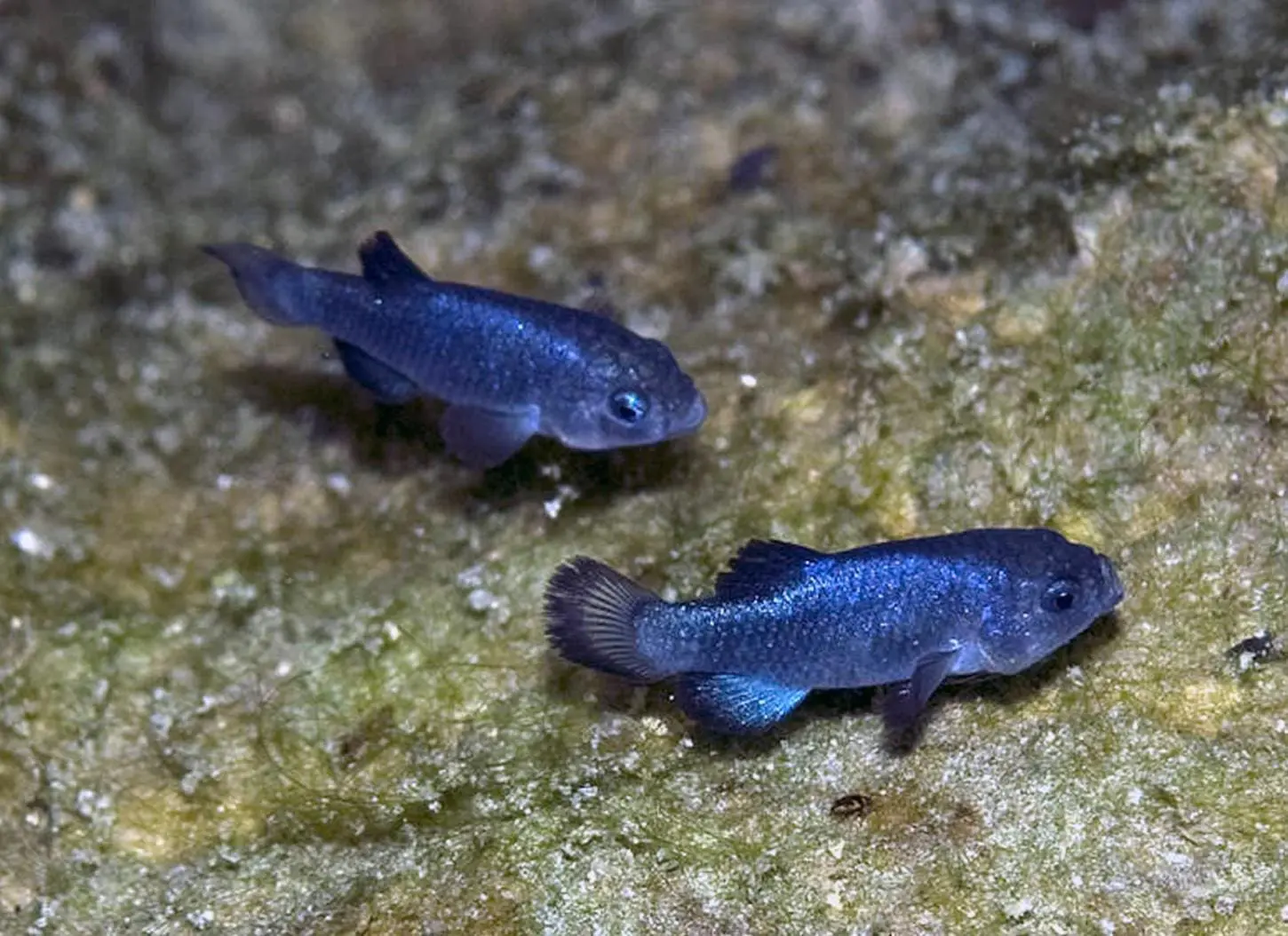 9 Curiosidades sobre o Cyprinodon diabolis do Vale da Morte