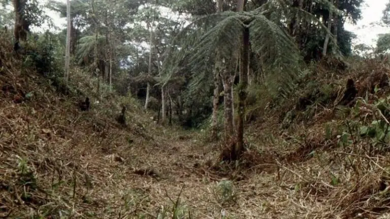 A Civilização Perdida Gigante Encontrada na Amazônia Equatoriana
