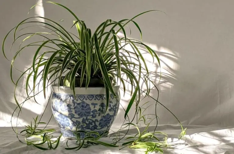 A planta-aranha pode remover 95% das toxinas do ar em 24 horas