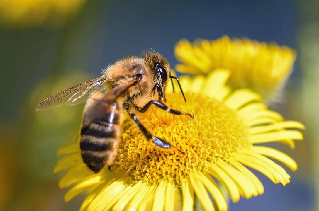 Abelhas são consideradas os seres mais importantes da Terra