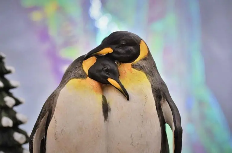 Animais que são monogâmicos e você não sabia