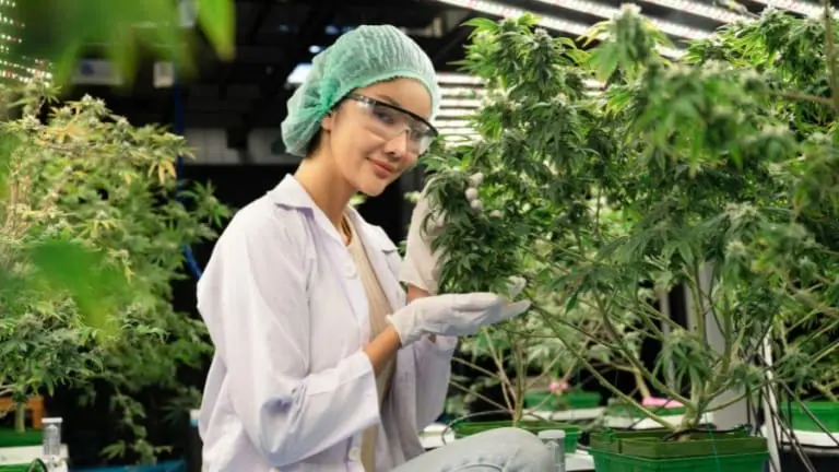 Anvisa autoriza cultivo de cannabis no Brasil. Quem pode plantar?