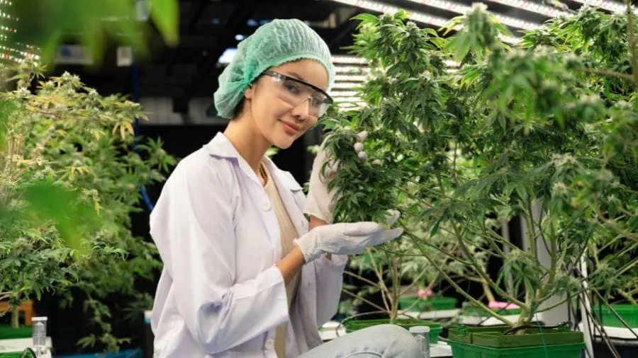 Anvisa autoriza cultivo de cannabis no Brasil. Quem pode plantar?