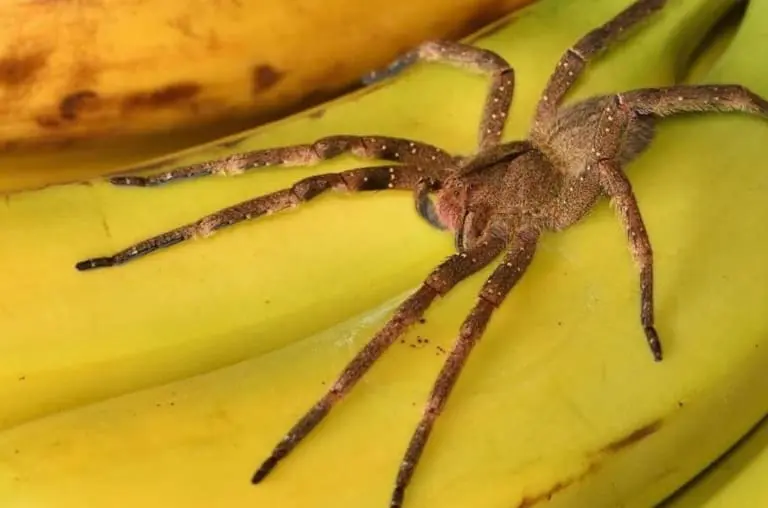 Aranha da banana - A picada que dá uma er3ção de 4 horas