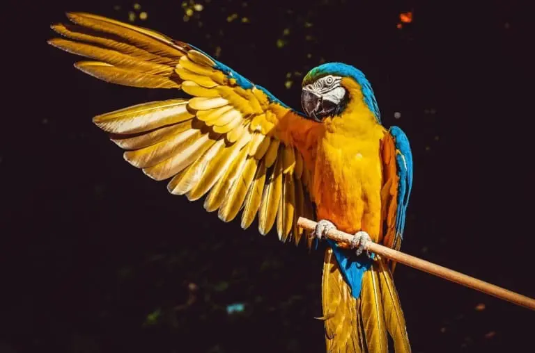 Arara-canindé, símbolo nacional e eleita como mais bela do mundo