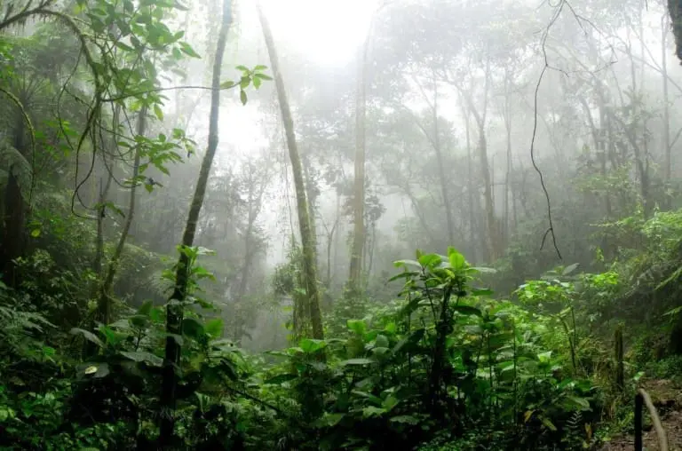 Arqueólogos encontram cidade portuguesa perdida do século 18 na Amazônia