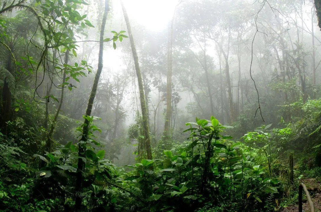 Arqueólogos encontram cidade portuguesa perdida do século 18 na Amazônia