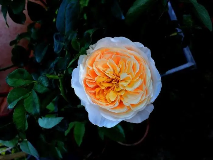 As Flores e Plantas Mais Incomuns do Mundo, Incluindo Tesouros Brasileiros