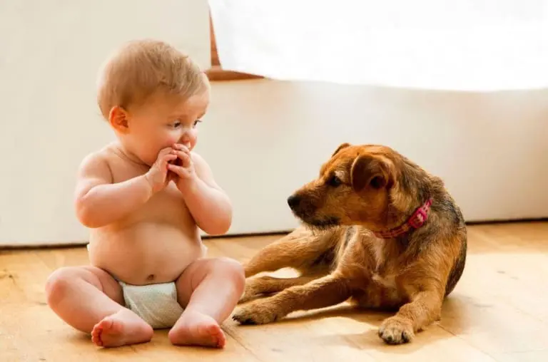 Bebês que convivem com cães e gatos ficam mais saudáveis?