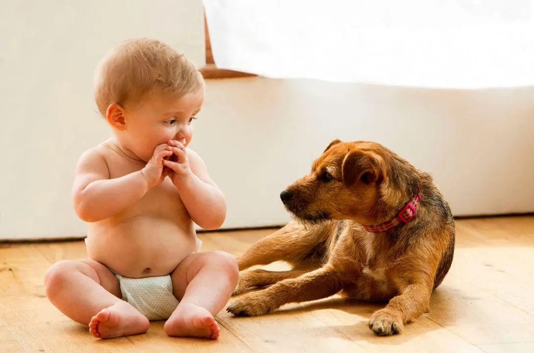 Bebês que convivem com cães e gatos ficam mais saudáveis?