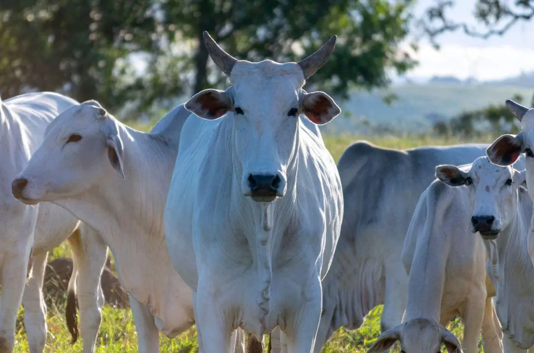 Brasil tem mais gado do que gente, mas ainda sofre com carne cara