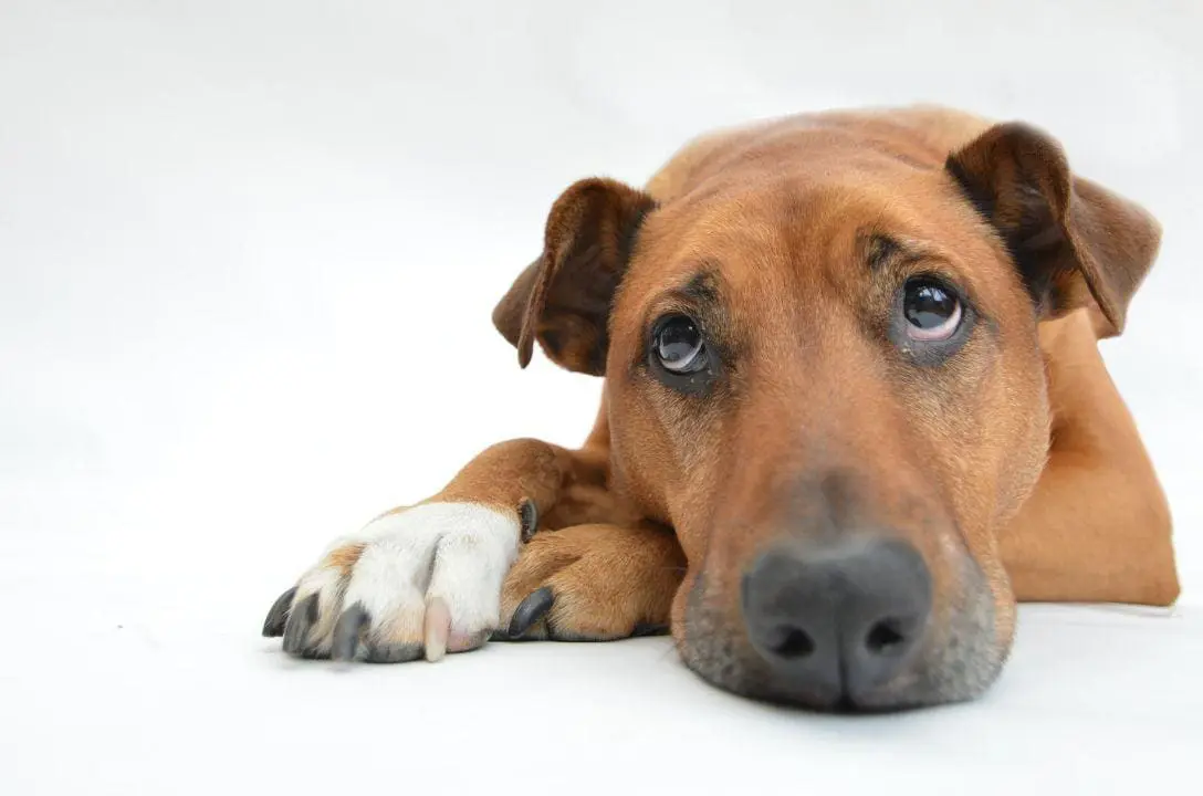 Cachorros conseguem cheirar o estresse de humanos – e isso deixa eles tristes