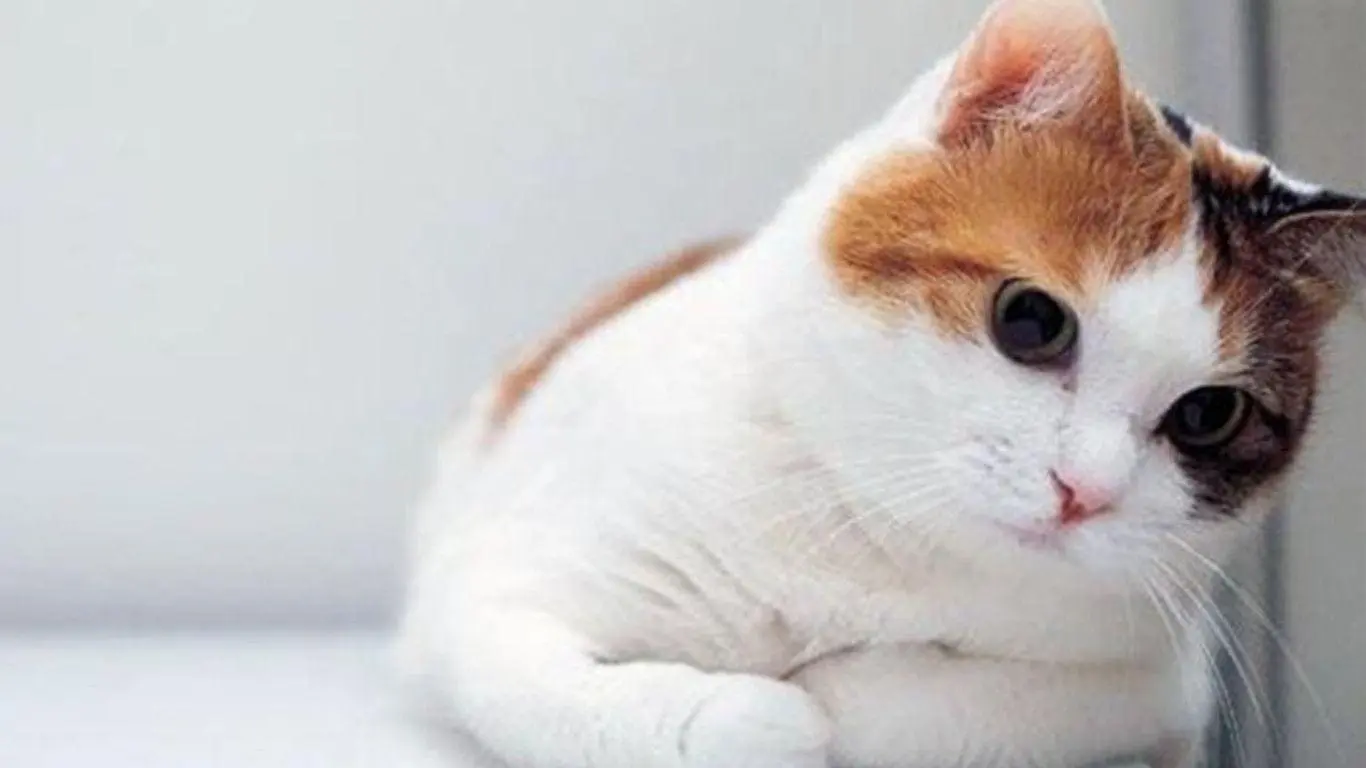 Cães e Gatos Podem ser Alergicos a Humanos?