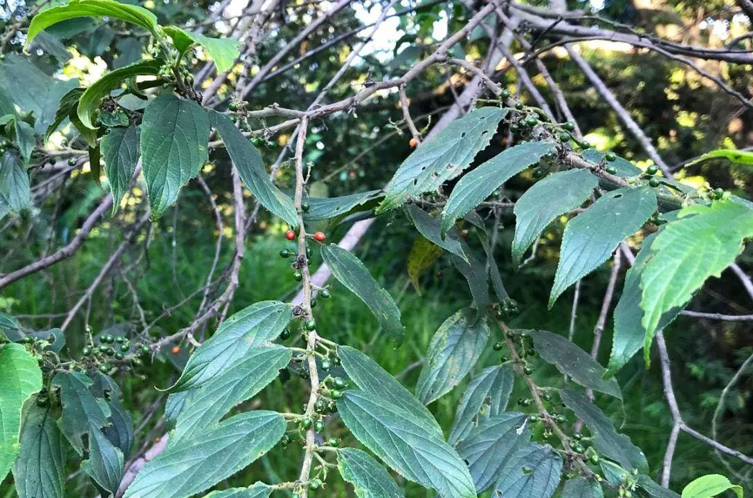 Canabidiol sem cannabis - Planta comum no Brasil surpreende