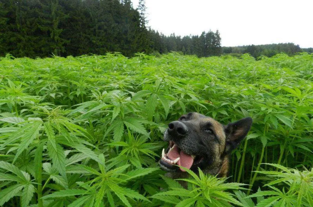 Cãonnabis - Anvisa autoriza medicamentos à base de cannabis para animais
