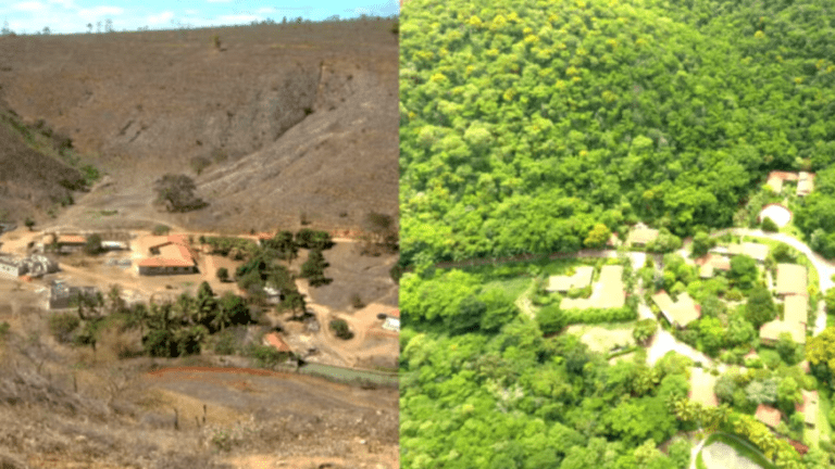Casal Brasileiro que Transformou Paisagem com 20 Milhões de Árvores Ganha Destaque Global
