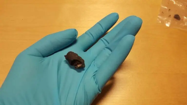 Chiclete de 10 Mil Anos Revela os Segredos da Dieta na Idade da Pedra