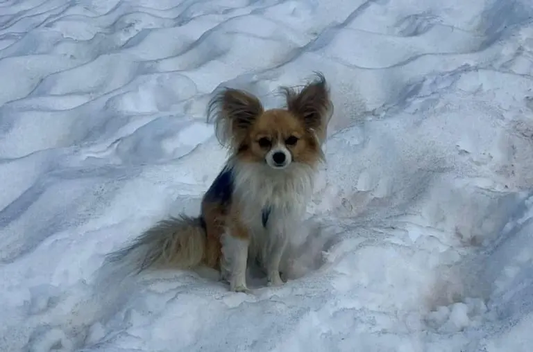 Chihuahua herói salva a vida do dono após queda de 8 metros