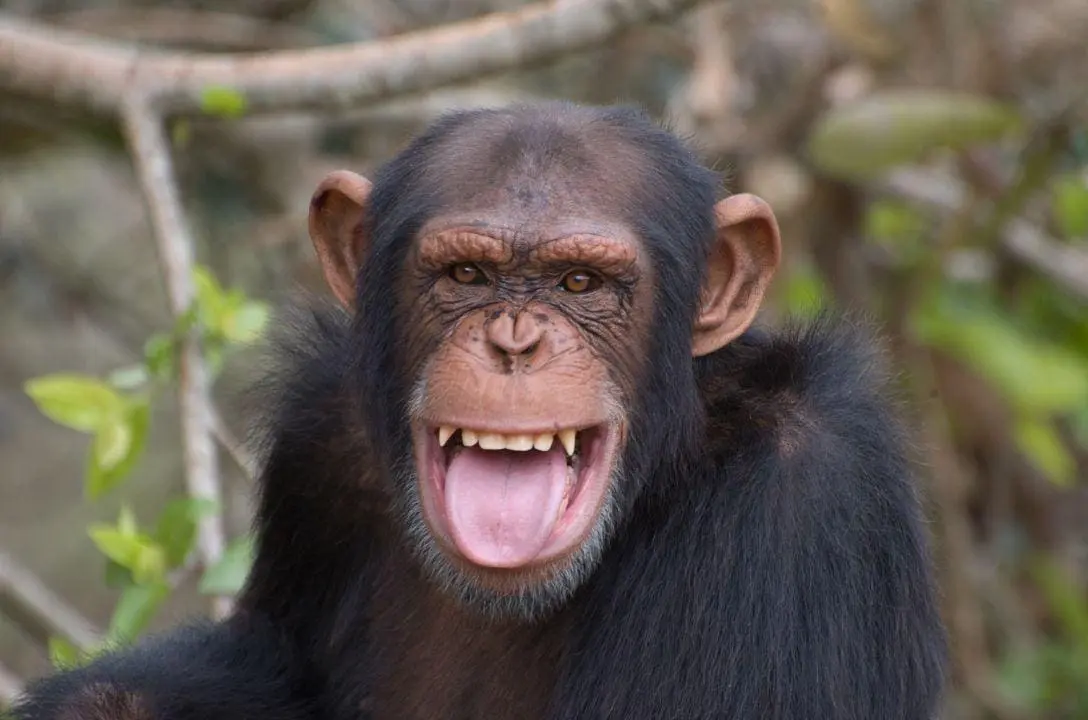 Chimpanzés consomem equivalente a 1 bebida alcoólica por dia