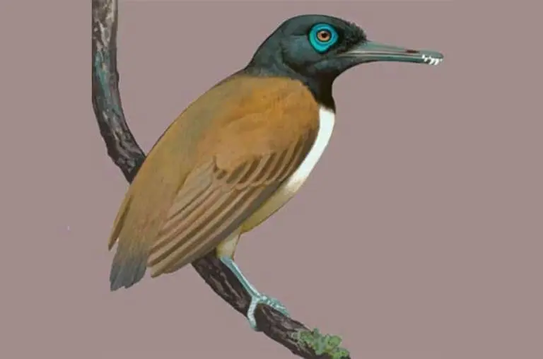 Cientistas descobrem espécie de ave pré-histórica que possuía dentes