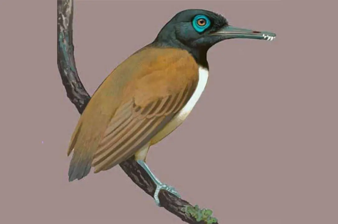 Cientistas descobrem espécie de ave pré-histórica que possuía dentes