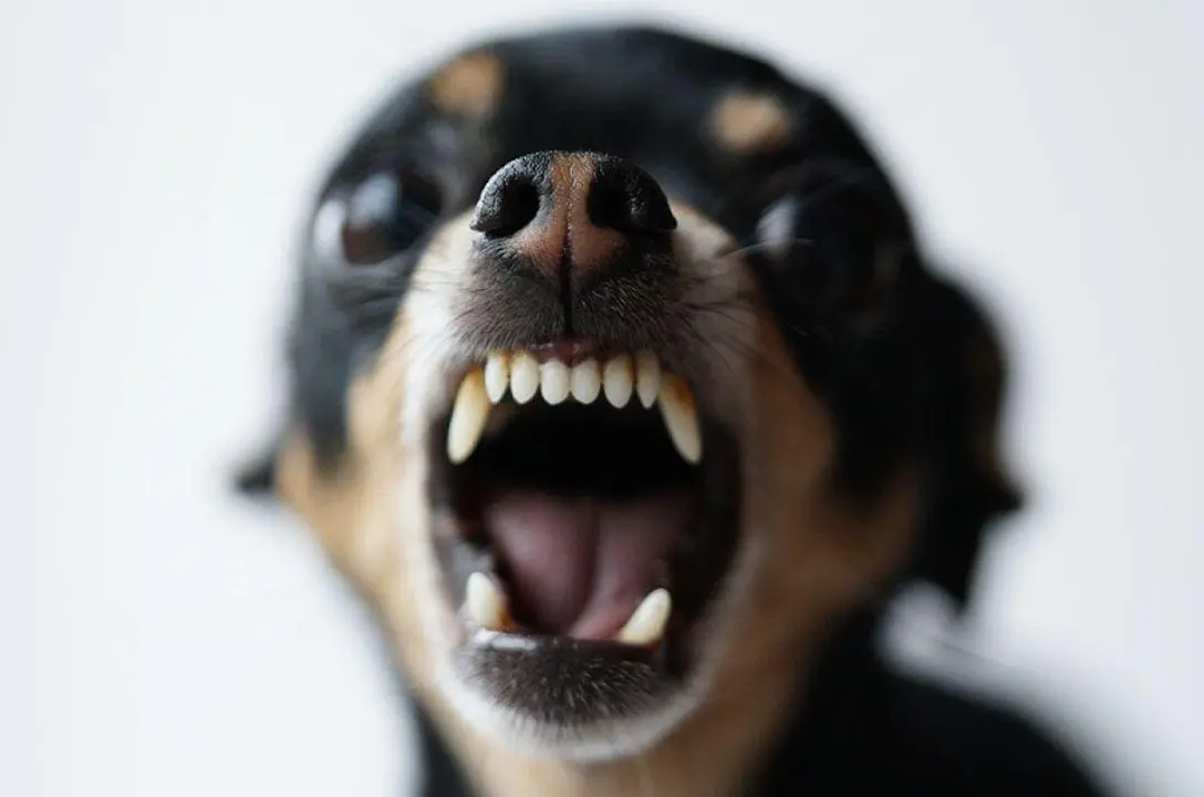 Cientistas dizem que cães podem reconhecer pessoas ruins
