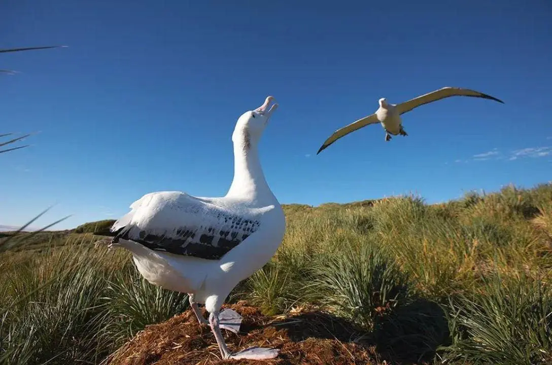 Cientistas vão “bombardear” ilha para matar um milhão de “ratos devoradores de aves”