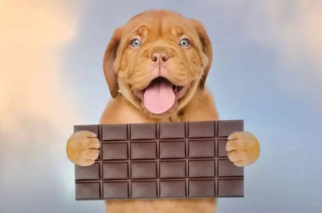 Cinco alimentos que você não deve dar para seu cão de jeito nenhum