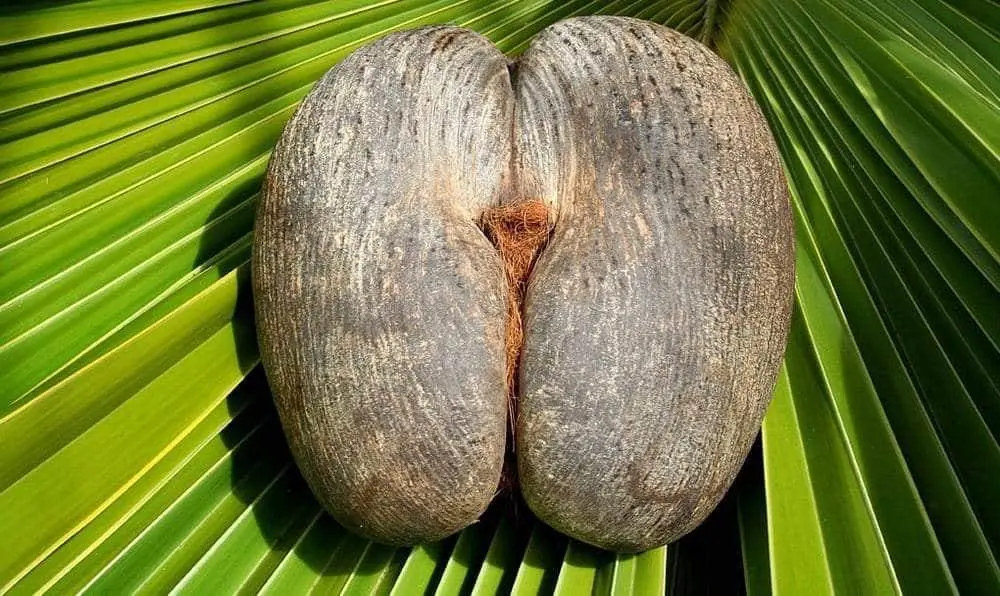 Coco-do-mar: a fascinante semente que intriga o mundo