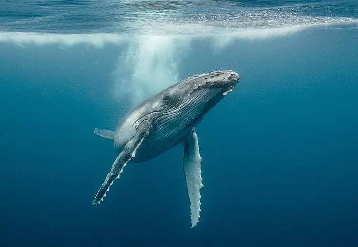 COMO AS BALEIAS PASSARAM DE ANIMAIS TERRESTRES PARA ANIMAIS MARINHOS?