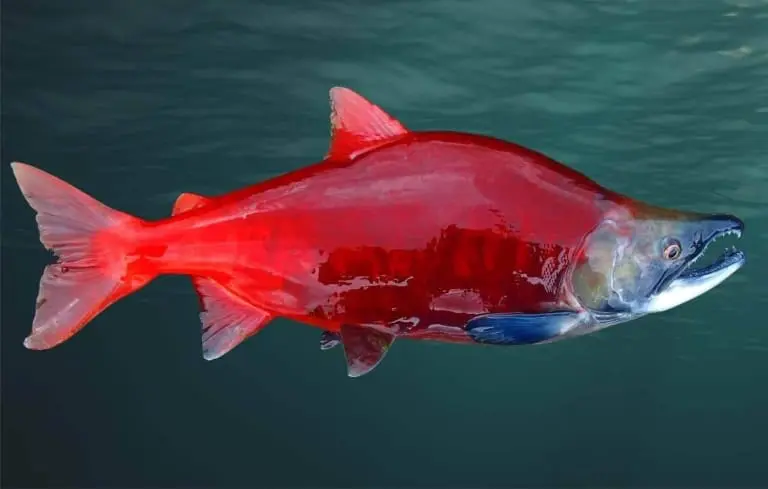 Como o Sexo dos Salmões Transforma Cores e Molda Paisagens