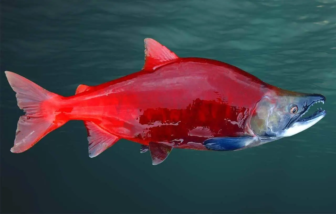 Como o Sexo dos Salmões Transforma Cores e Molda Paisagens