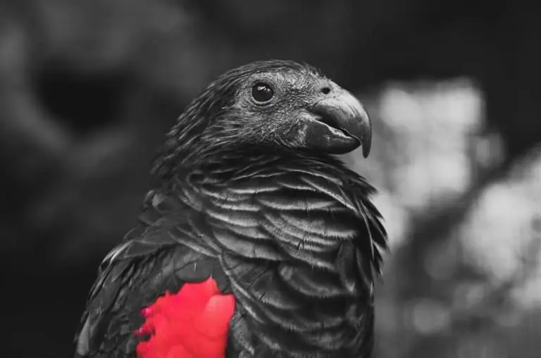 Conheça o papagaio-Drácula, a ave mais sombria da natureza
