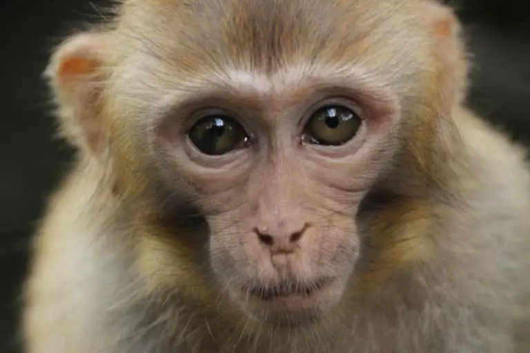 Controvérsia em Torno da Primeira Clonagem de Macaco Rhesus por Cientistas Chineses