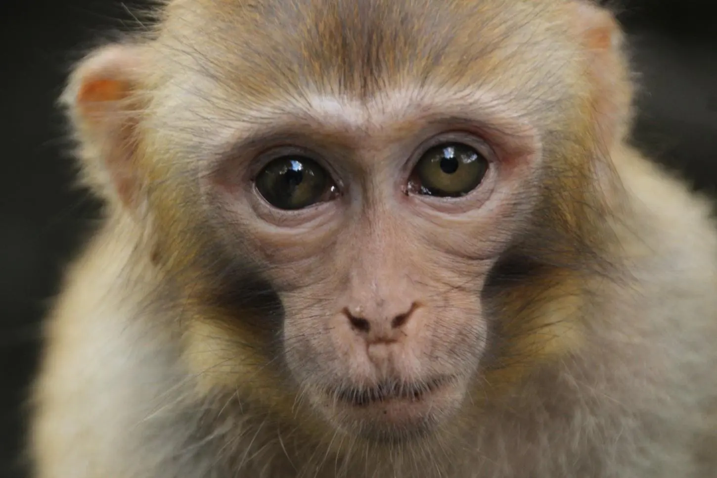Controvérsia em Torno da Primeira Clonagem de Macaco Rhesus por Cientistas Chineses