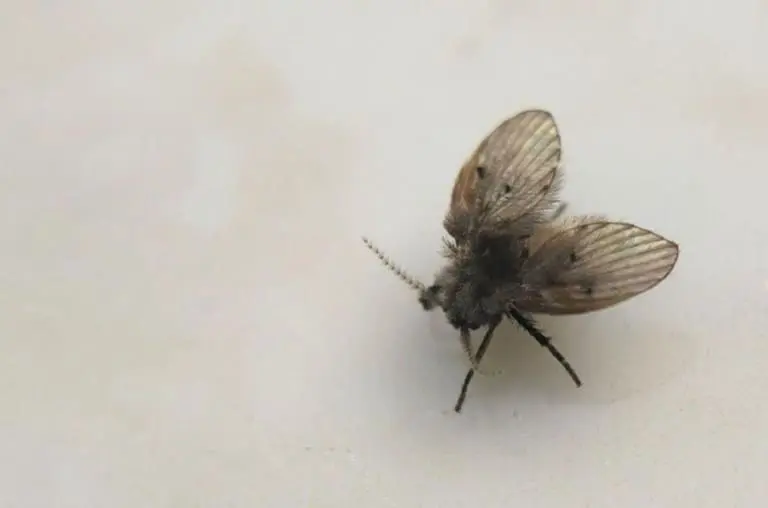 De onde surgem e por que aparecem as mosquinhas de banheiro?