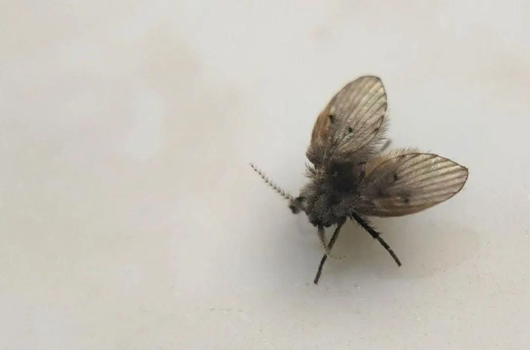 De onde surgem e por que aparecem as mosquinhas de banheiro?