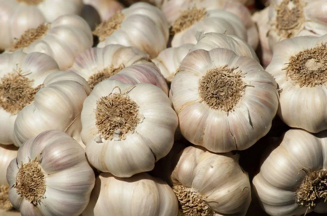 Descubra os superpoderes do alho na medicina e na culinária e transforme a sua saúde