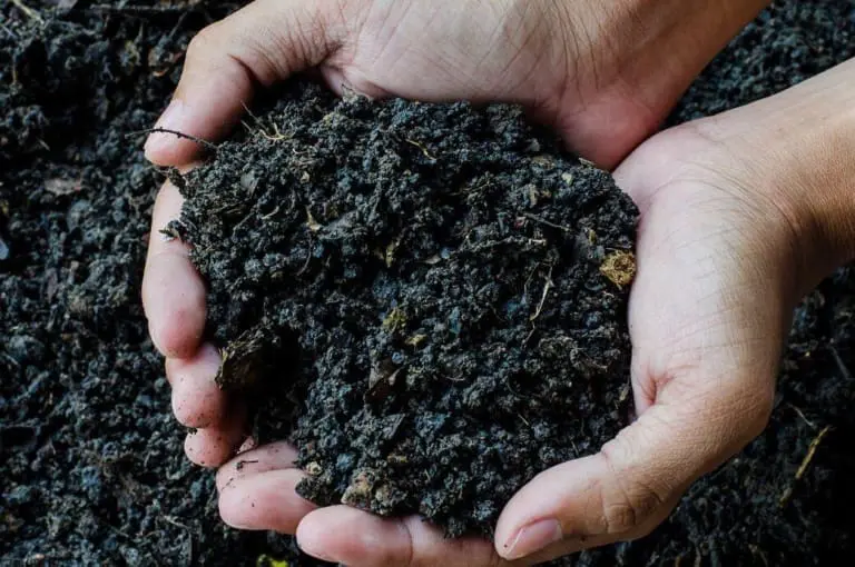Desvendando os Mistérios da Terra Preta e seu Papel na História e Sustentabilidade