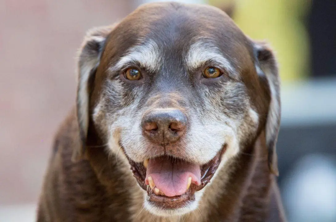 Dez dicas para aumentar a saúde e a expectativa de vida do seu cachorro