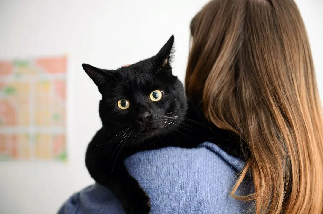Divórcio com pensão para gatos marca novo precedente