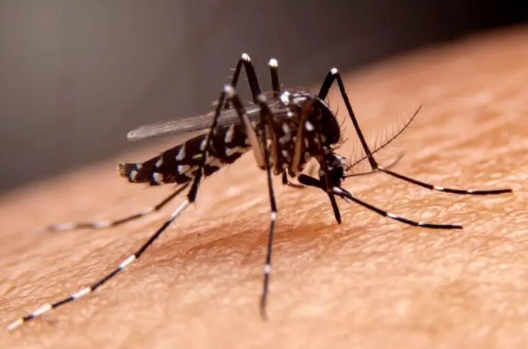 Entenda os sorotipos da dengue e por que o tipo 3 preocupa