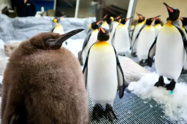 Este é Pesto, o atrapalhado bebê pinguim gigante que conquistou a internet
