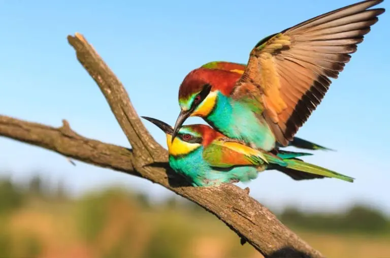 Estes animais tem hábitos de acasalamento bem estranhos